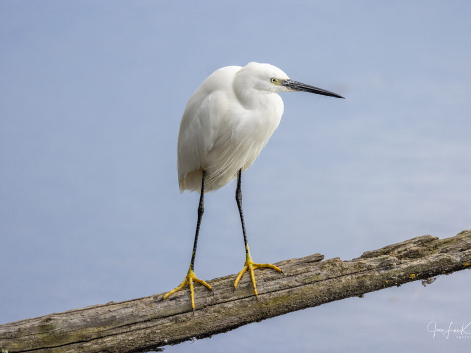 Aigrette [Le Teich]