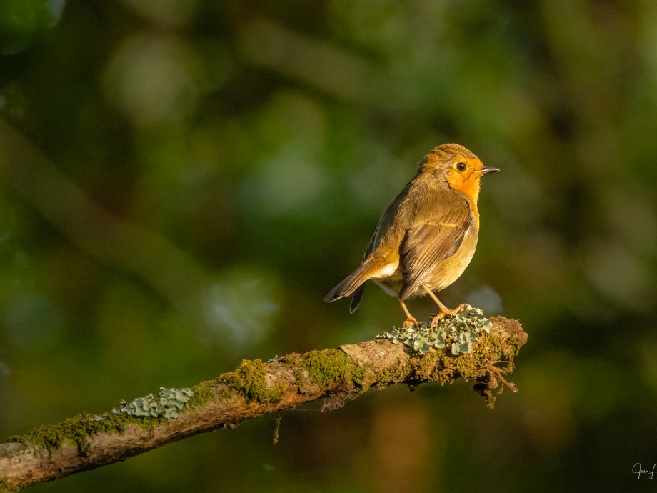 Rouge Gorge en forêt [Kergleverit - Brittany, France]