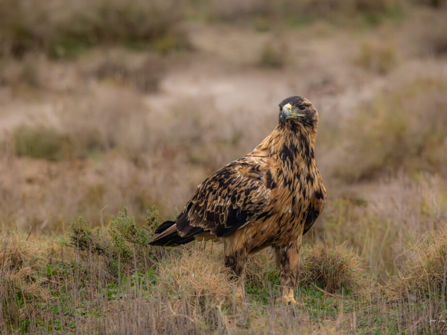 Aigle Impérial ou Ibérique [El Taray, Espagne]