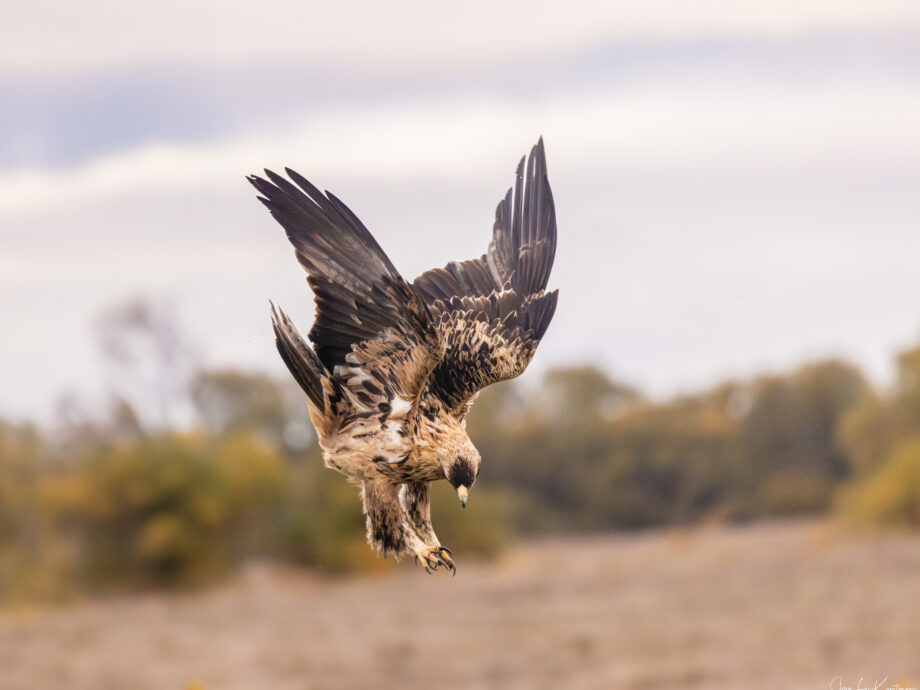 Aigle Impérial ou Ibérique [El Taray, Espagne]