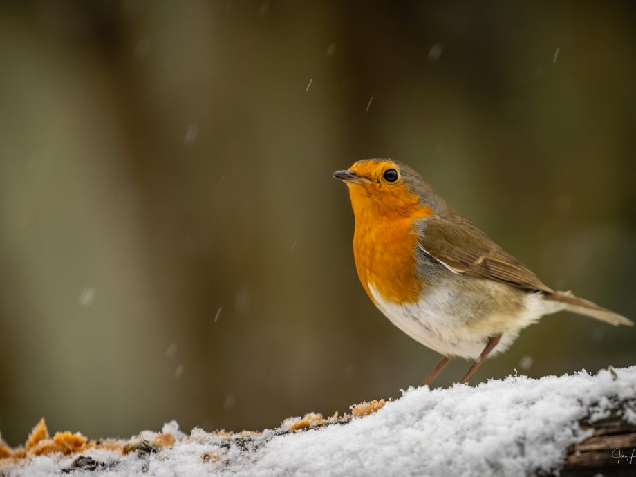Rouge-Gorge, premières neiges [Kerroch - Brittany, France]
