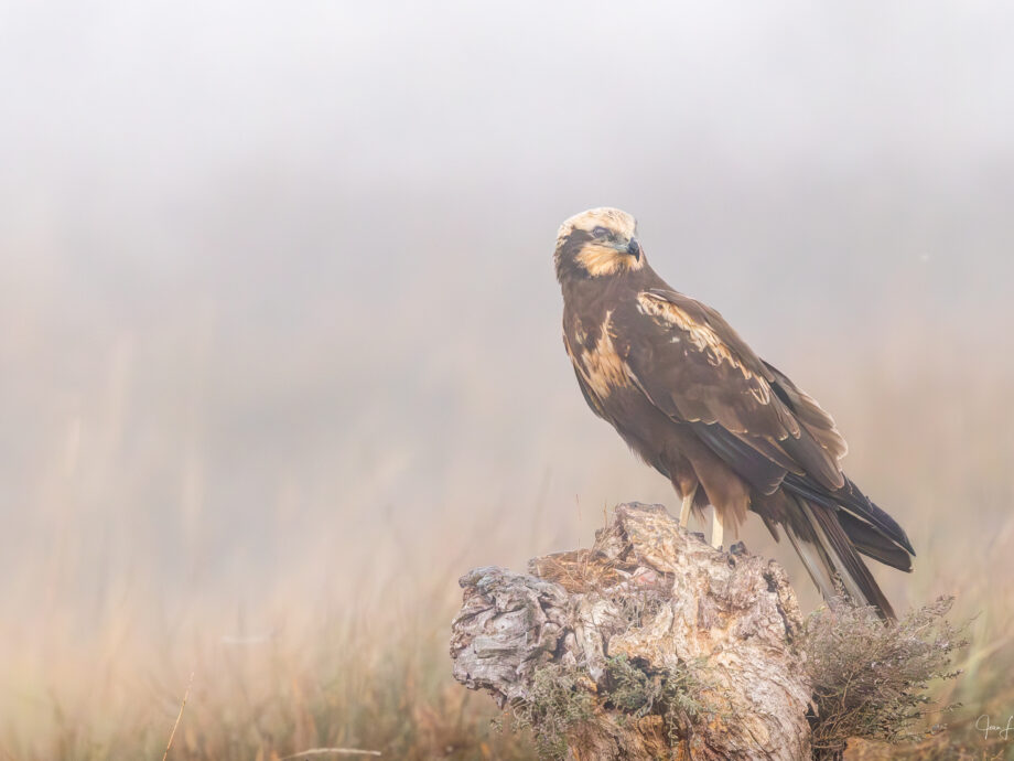 Busard [El Taray, Espagne]