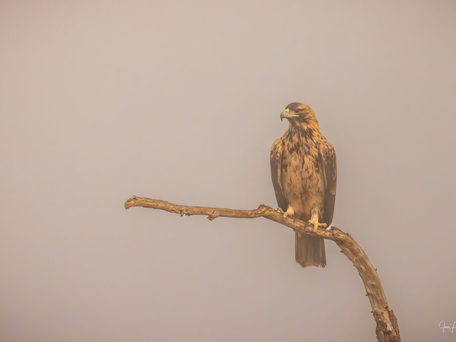 Aigle Impérial ou Ibérique [El Taray, Espagne]