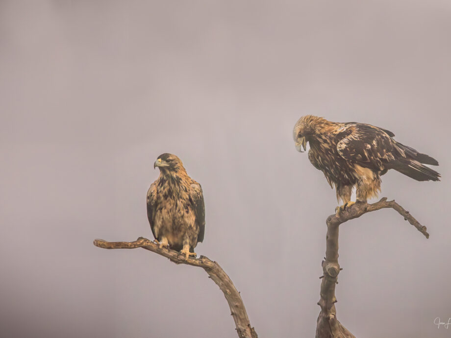 Aigle Impérial ou Ibérique [El Taray, Espagne]
