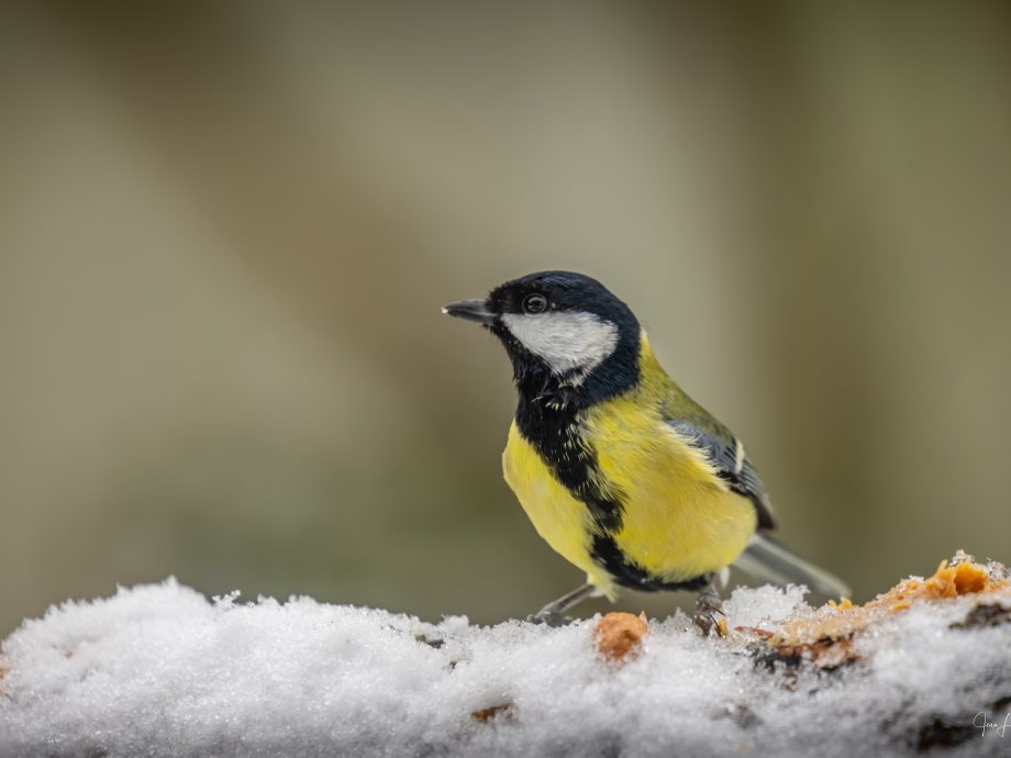 Mésange charbonnière, premières neiges [Kerroch - Brittany, France]