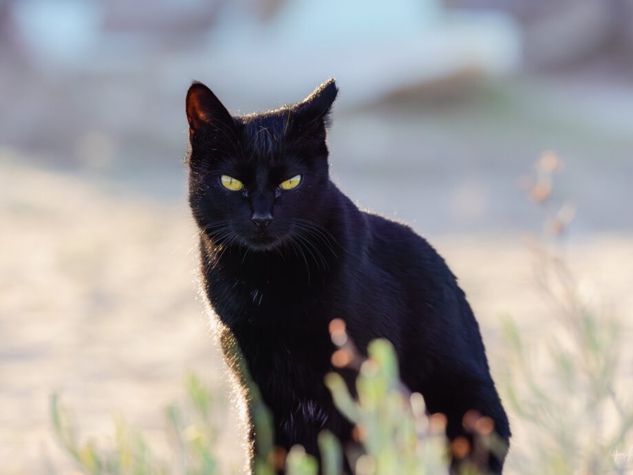 chat noir dans les dunes [Faro, Portugal]