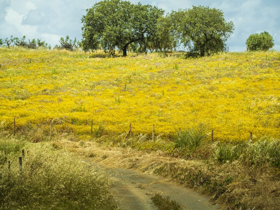 Sur les piste de l'Alentejo