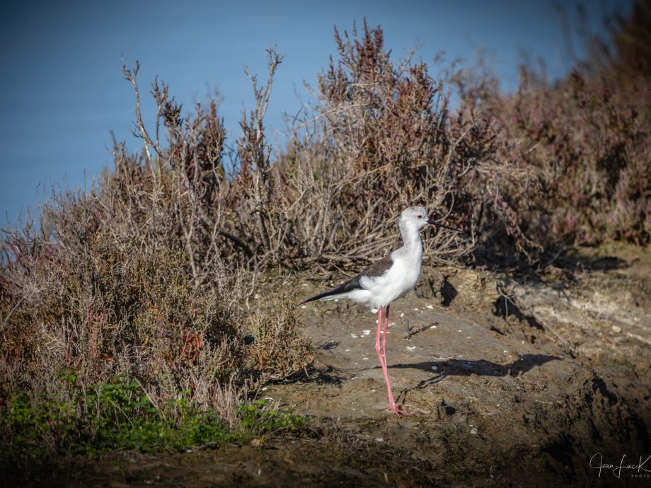 Echasse blanche - Fuseta (Ria Formosa)