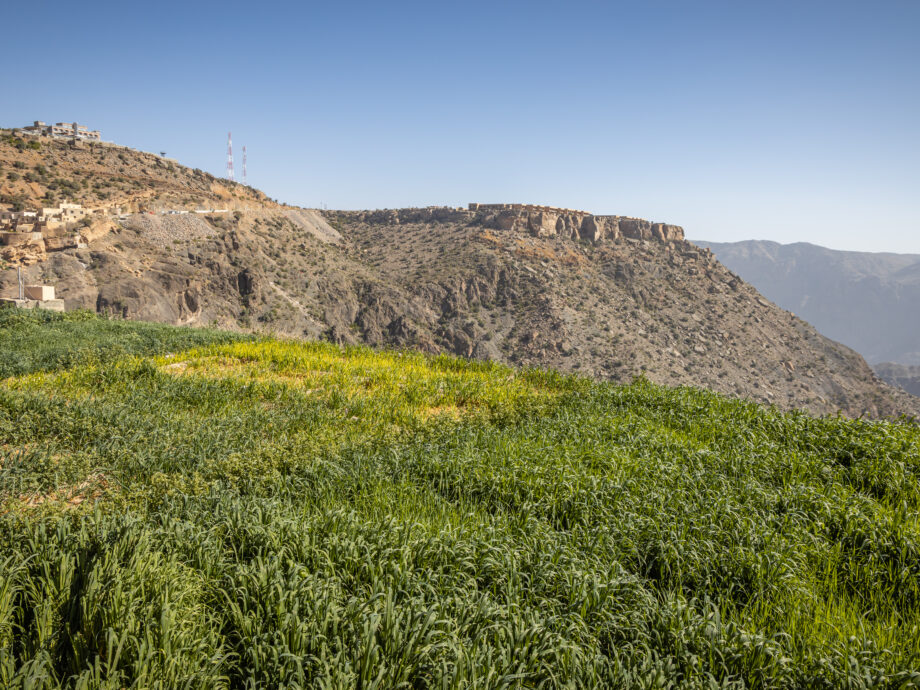 les terrasses - djebel Akhdar [monts Hajar]