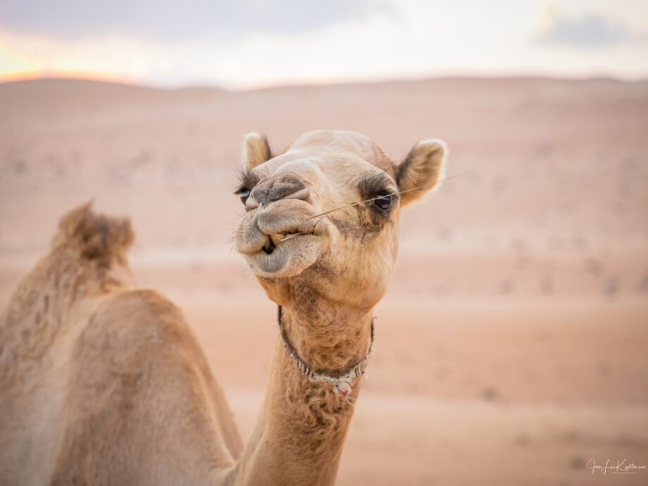 [Wahiba Sands]