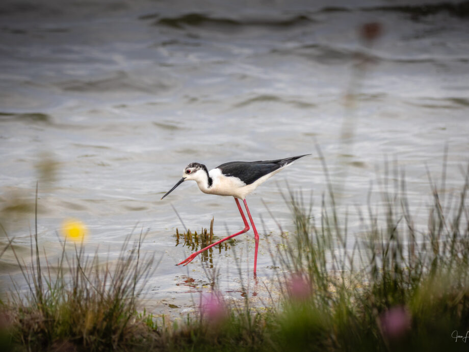 Echasse au marais [Marais de Séné - Brittany, France]
