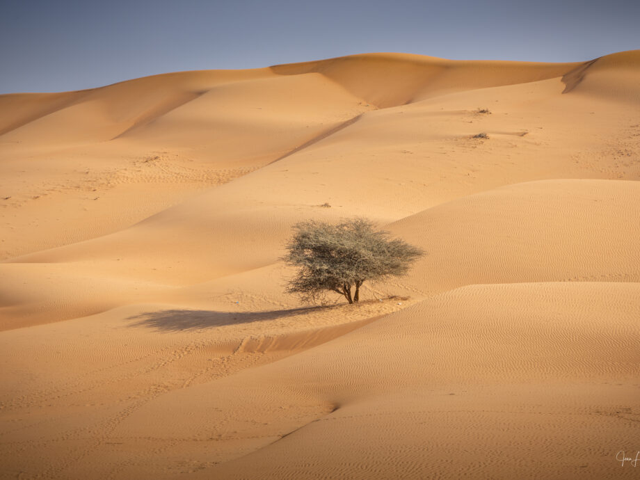 Un arbre improbable [Wahiba Sands]
