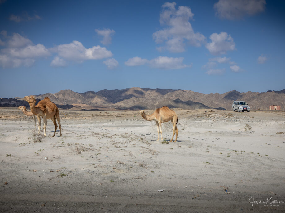 Côte Est [Masirah]
