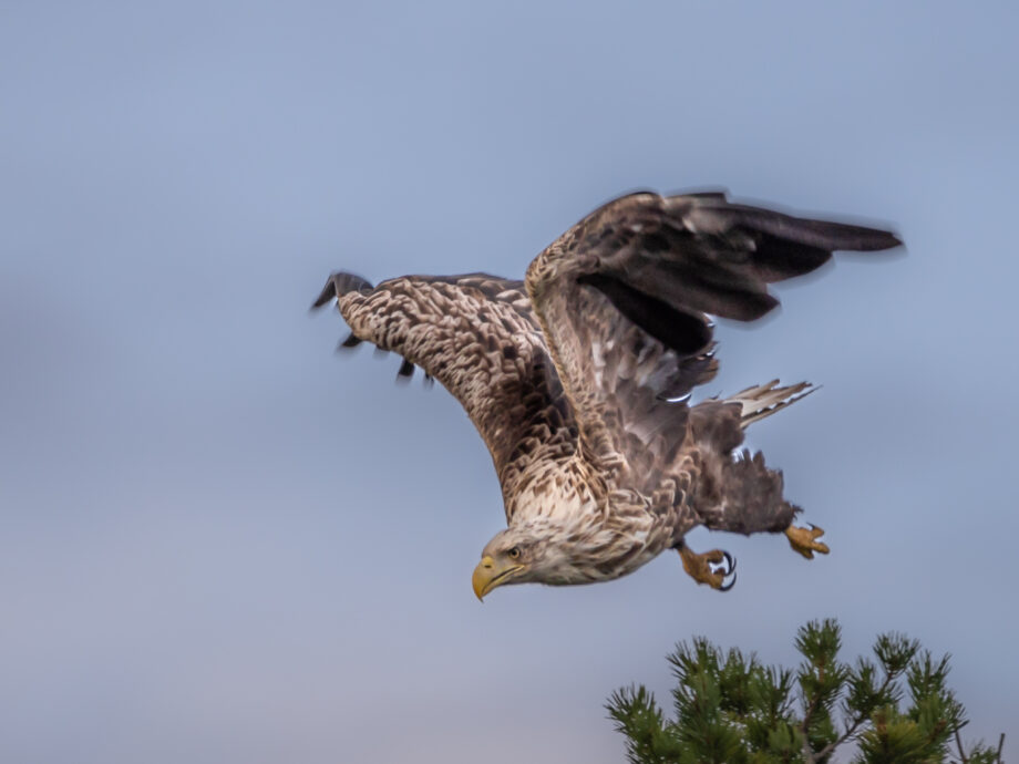 aigle en forêt [Kuusamo - Finlande]
