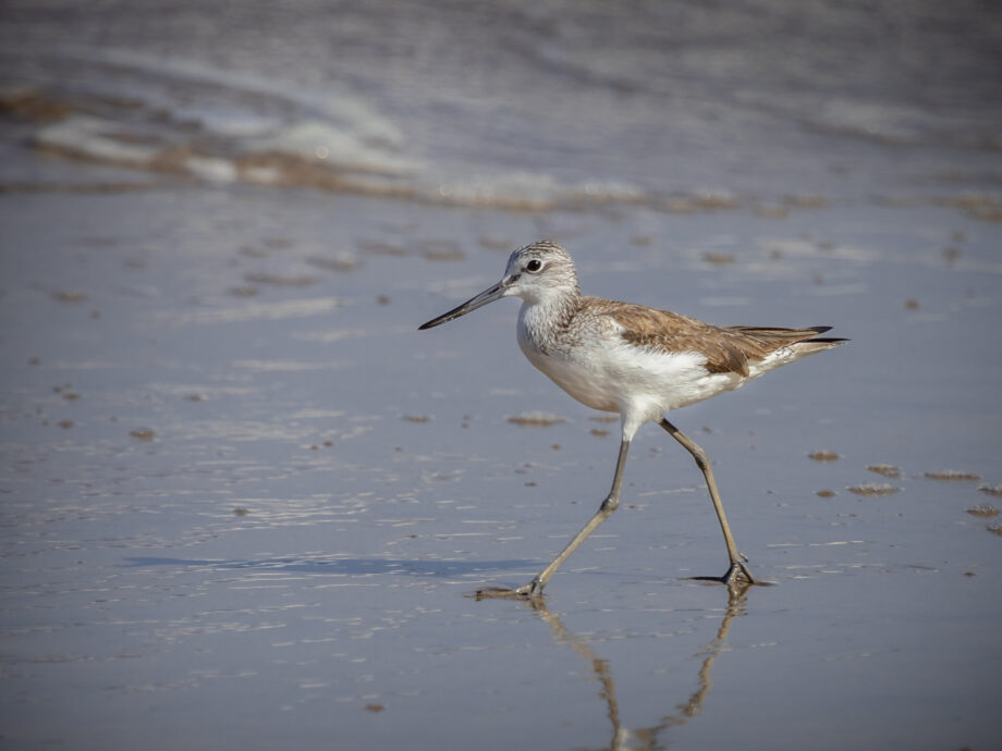 Chevalier [Qurum beach, Oman]