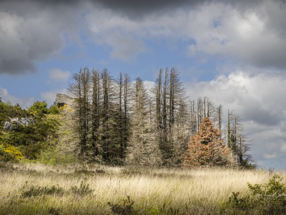 Paysage des Monts d'Arrée.