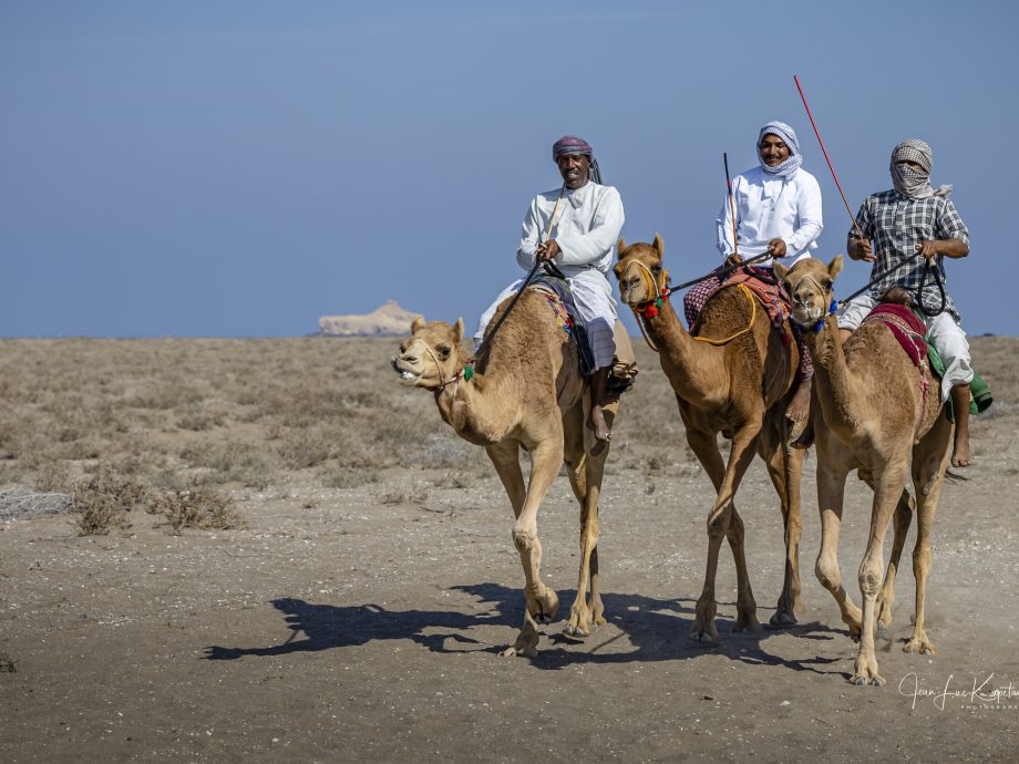 les chameliers [Suwadi Al Batha]
