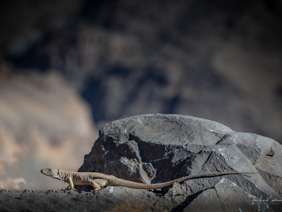 lézard au soleil [djebel Shams]