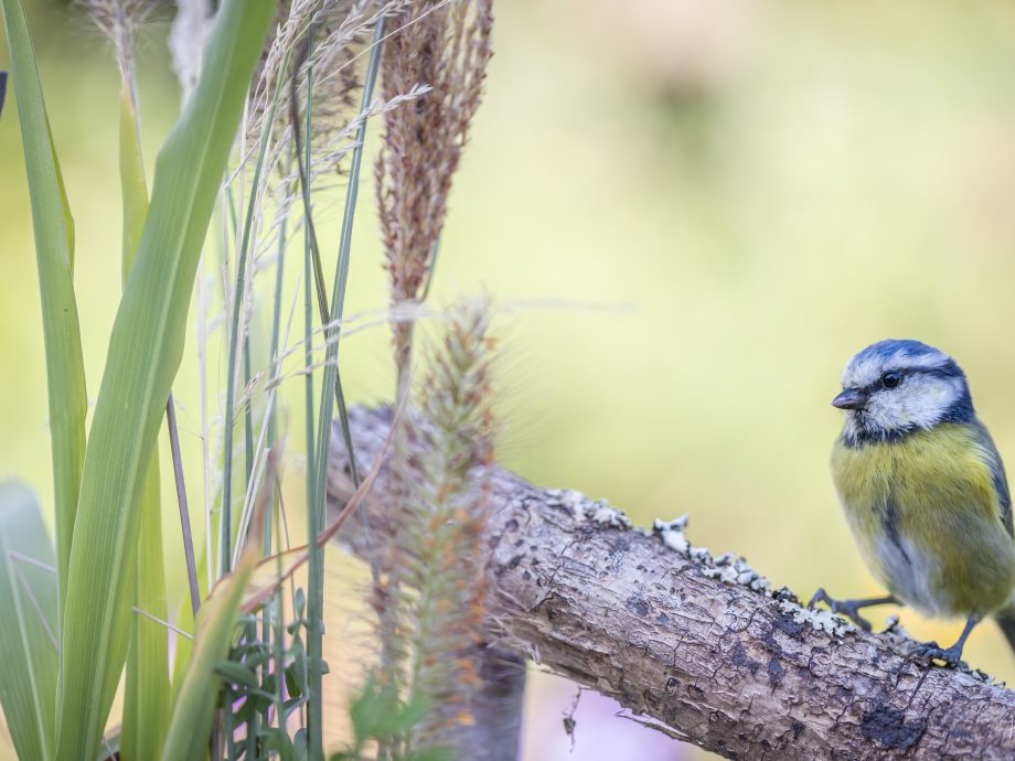 Mésange bleue [Kerroch - Brittany, France]