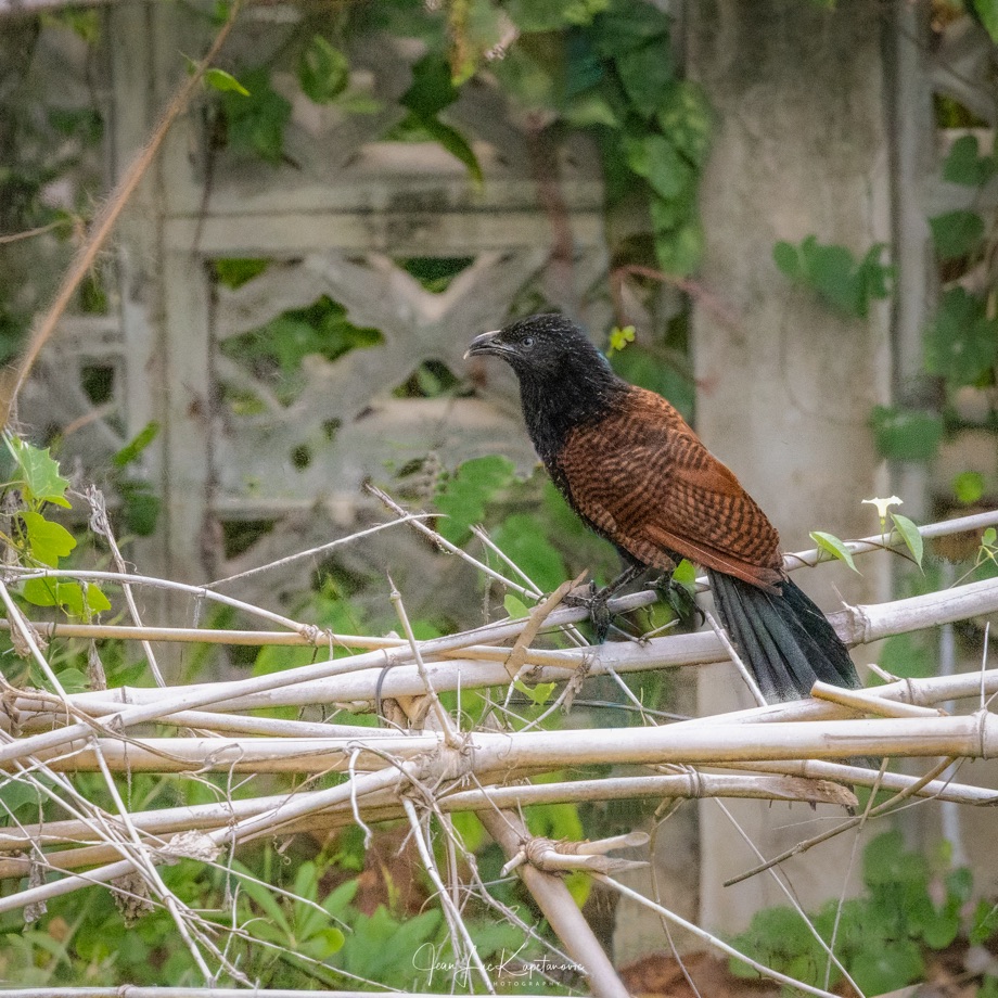 Le grand coucal, vu plusieurs fois depuis le balcon. Pas une détection sur 771.