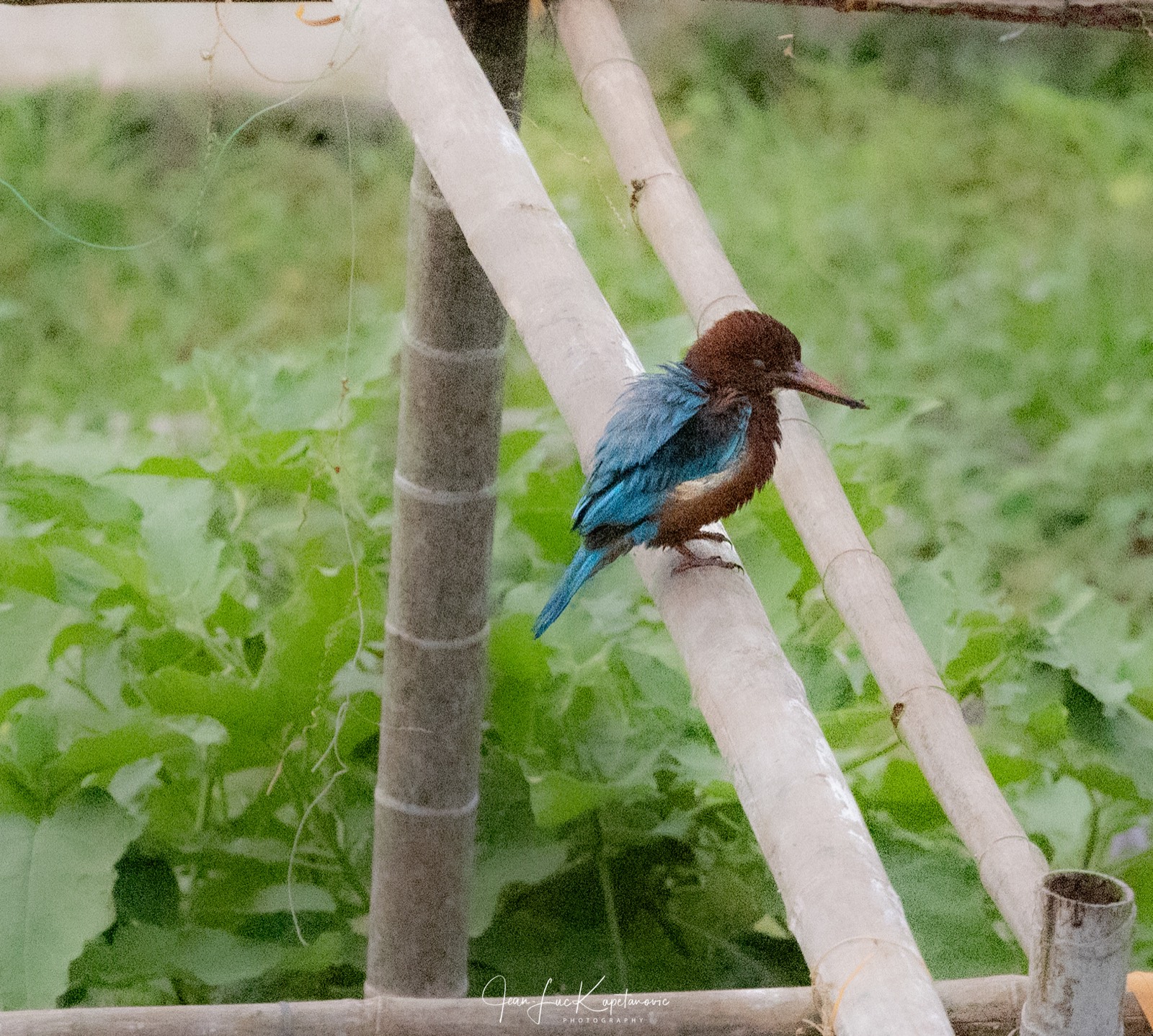 Martin-chasseur de Smyrne posé sur une armature de bambou, dos bleu et tête brune, devant un fond de végétation