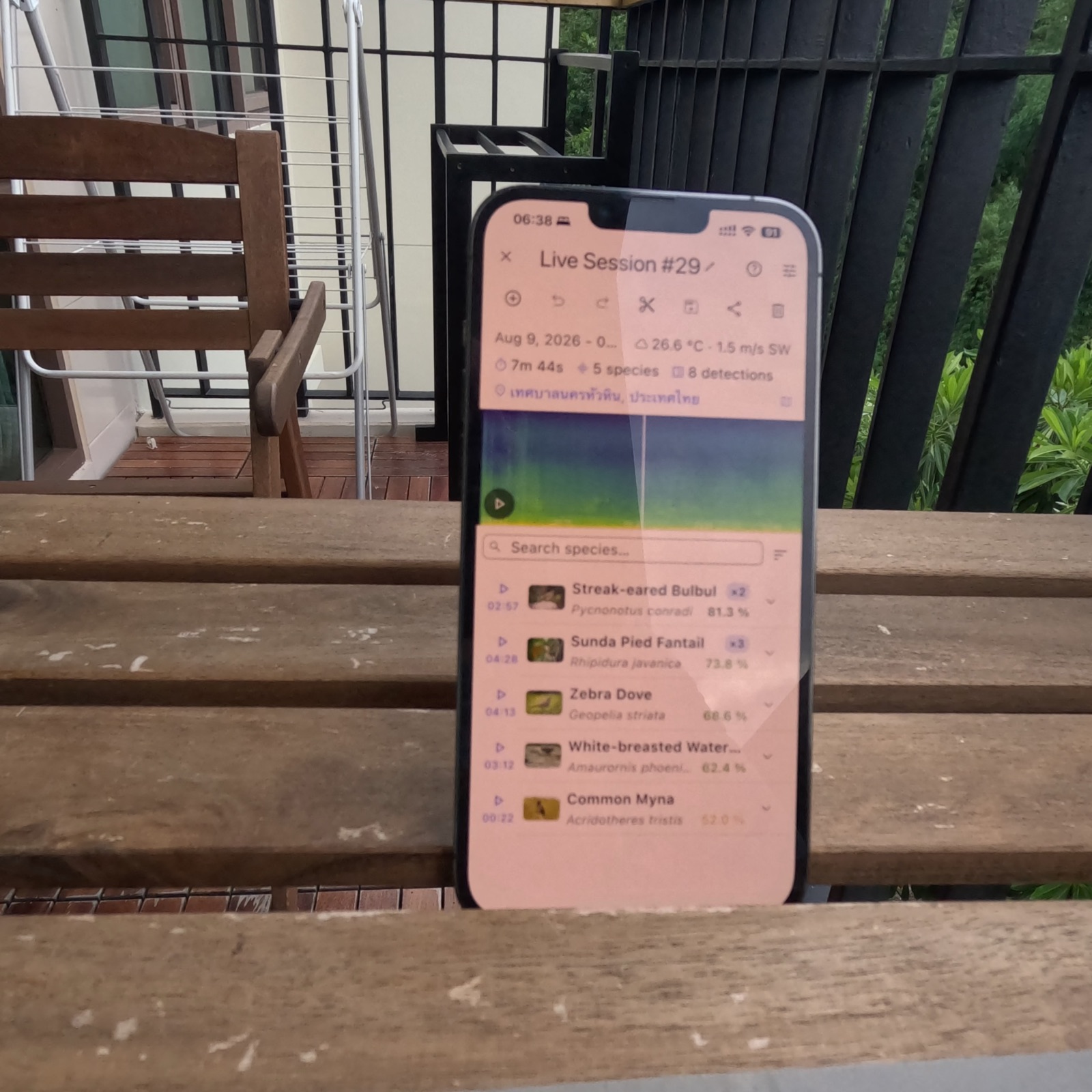 Téléphone posé debout sur la table du balcon, affichant la liste des espèces détectées pendant la session