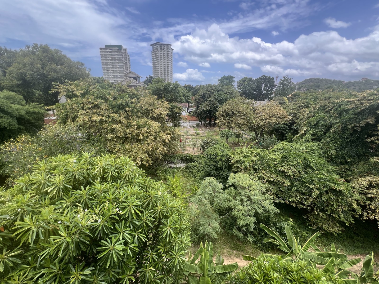 Vue depuis le balcon : au premier plan un frangipanier, en contrebas un potager en planches, derrière la bande boisée, deux tours et une colline à l'horizon