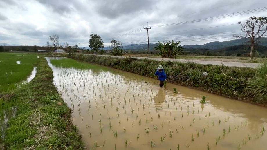 Repiquage à la main, nord de la Thaïlande.