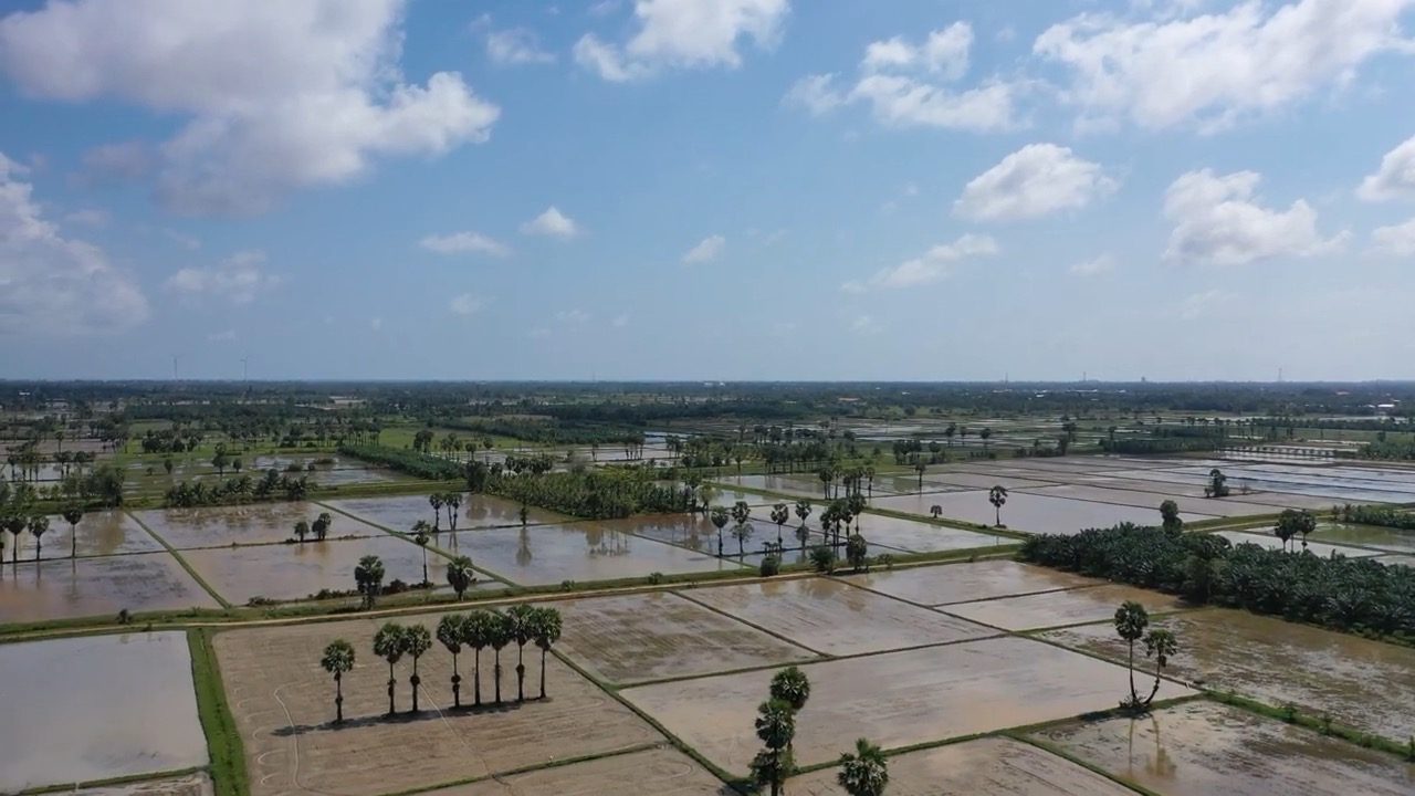 Rizières inondées et rangées de palmiers à sucre, à l'ouest de Phatthalung
