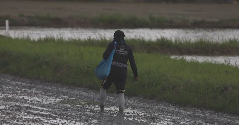 Semis à la volée, province de Phatthalung.