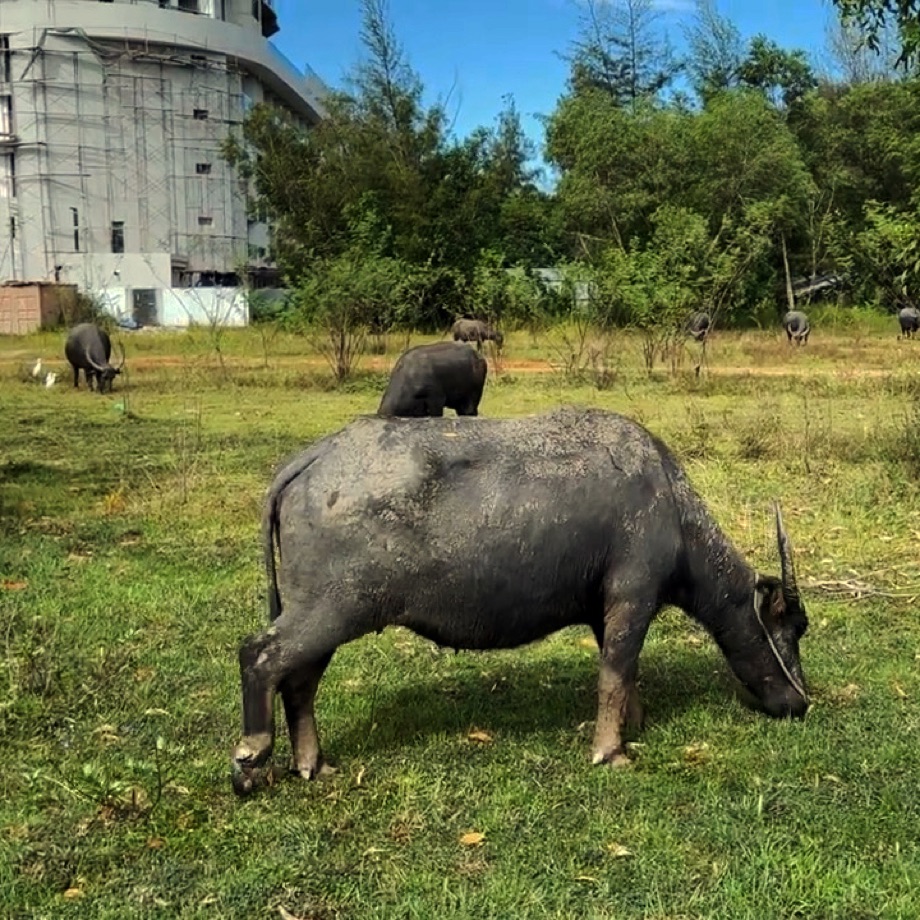 Les buffles aux champs