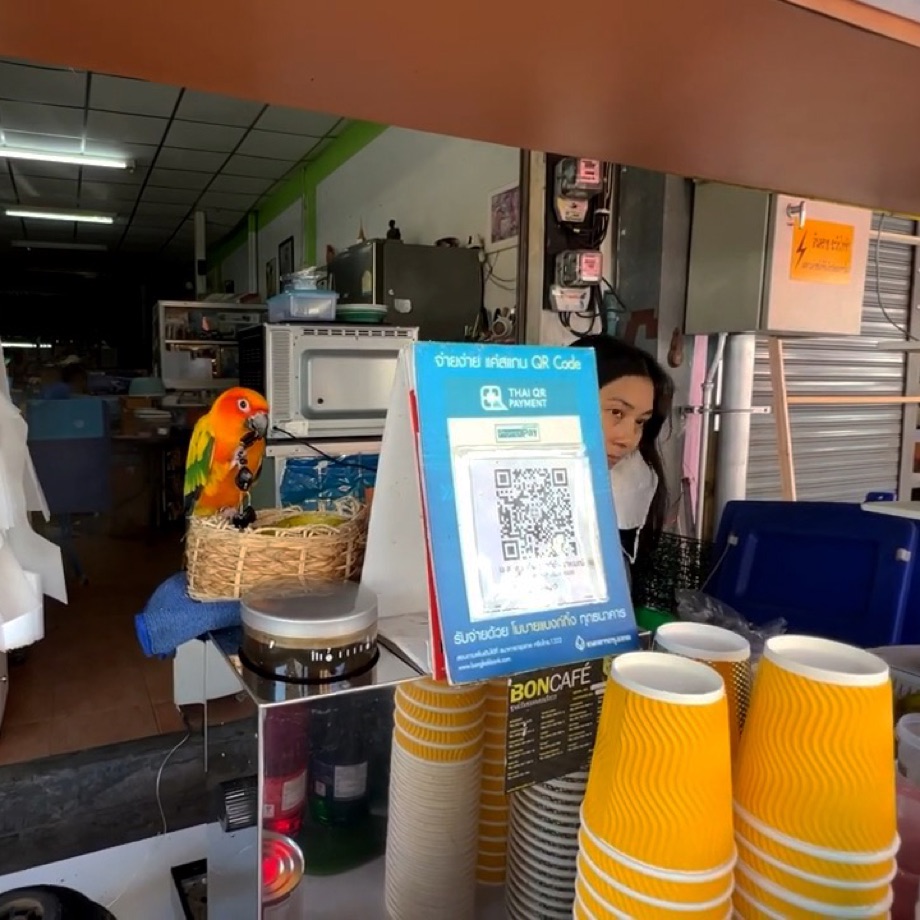 Le perroquet derrière le QR code