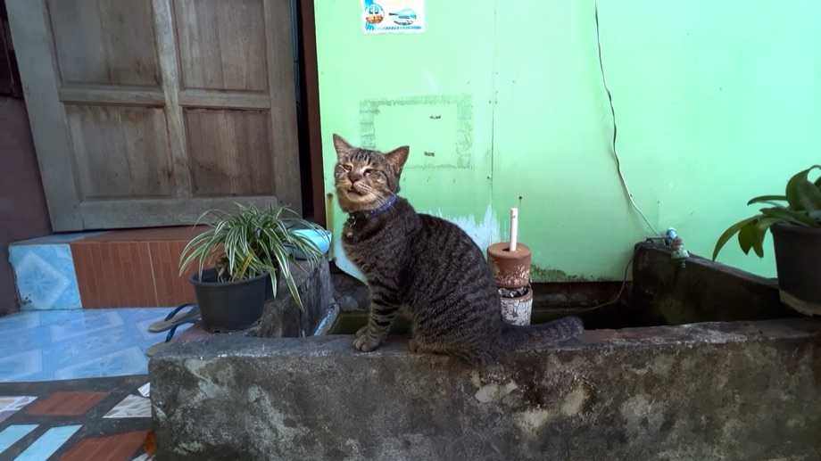 Le chat de la fontaine