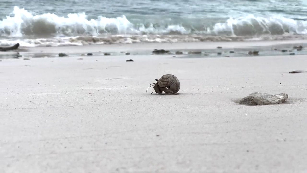 Un bernard-l'ermite sur le sable blanc, une vague qui se brise derrière lui