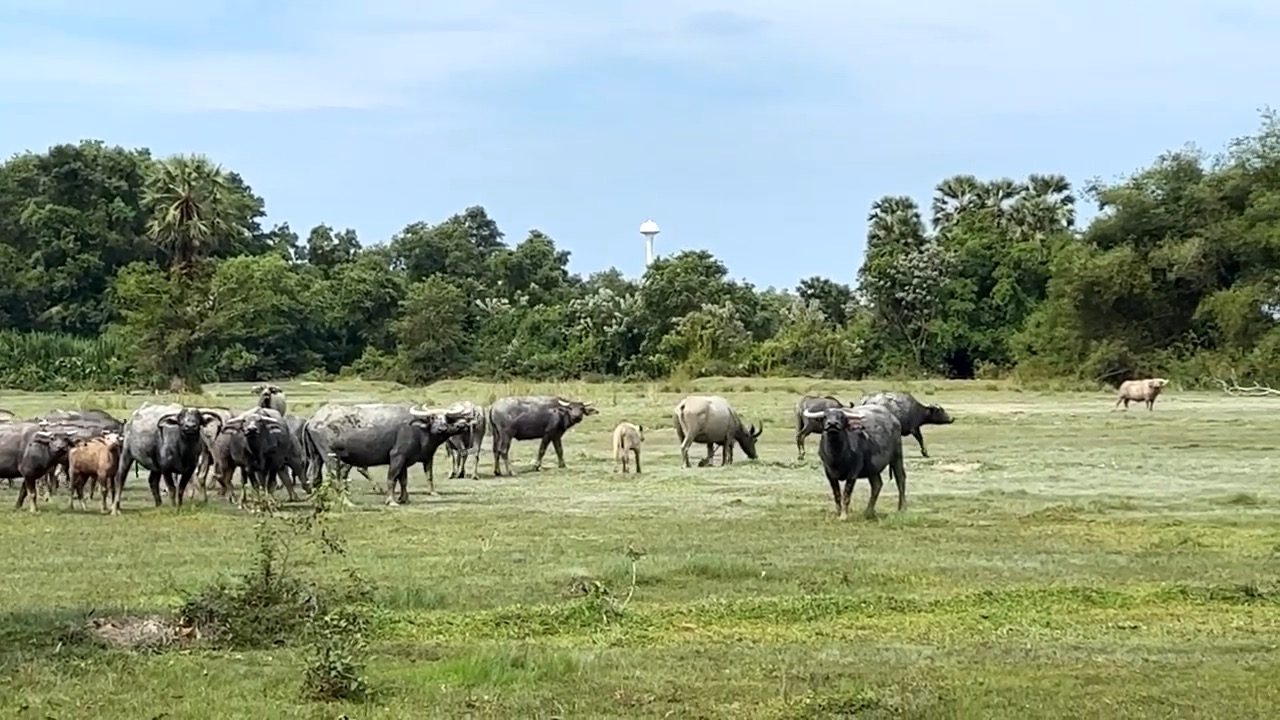 Un troupeau de buffles d'eau dans un champ, des arbres au fond