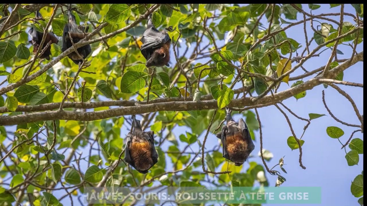 Des roussettes à tête grise pendues aux branches d'un arbre, têtes en bas