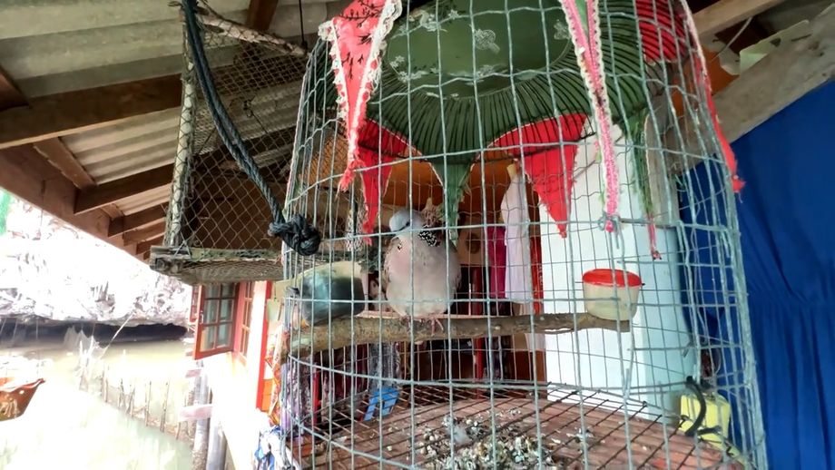 La tourterelle tigrine en cage, près des magasins de vêtements