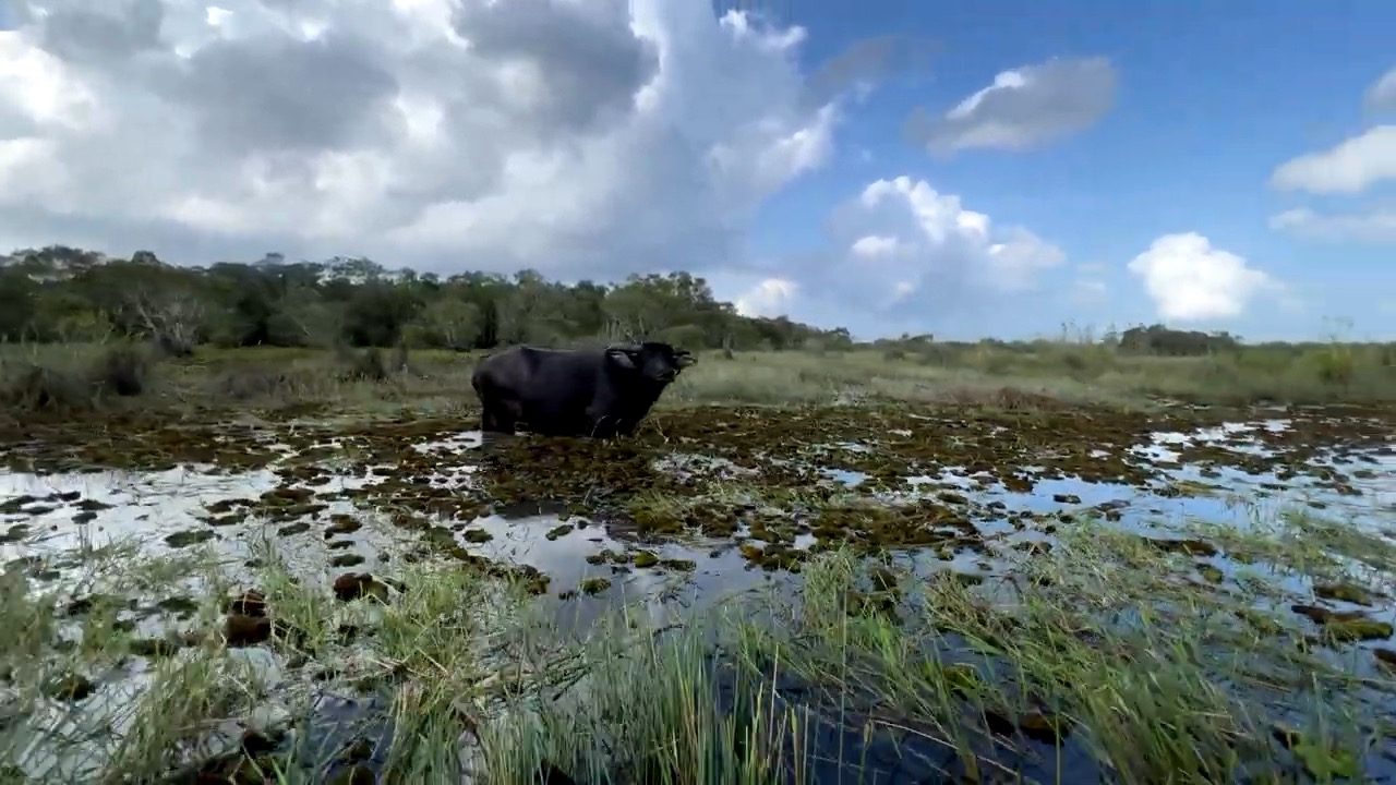 Un buffle d'eau immergé jusqu'au poitrail au milieu des herbes du lac