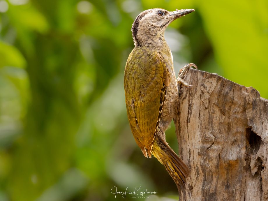 Pic cendré, femelle [Ban Song Nok - Kaeng Krachan, Thaïlande]
