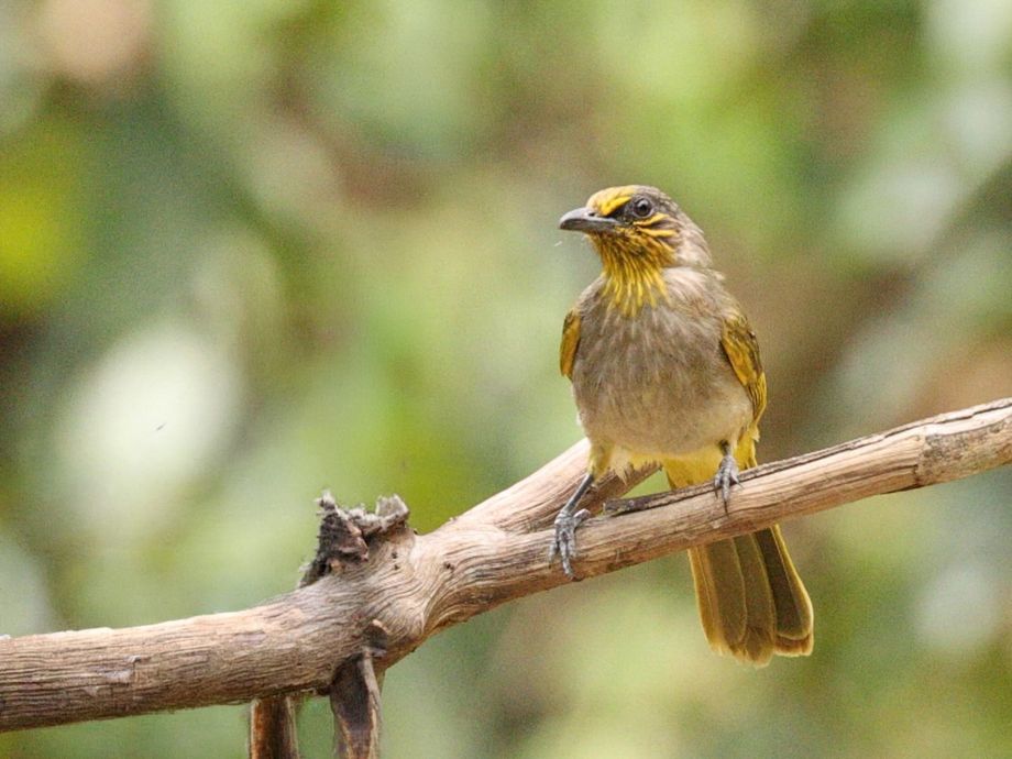 Bulbul à gorge striée [Ban Song Nok - Kaeng Krachan, Thaïlande]
