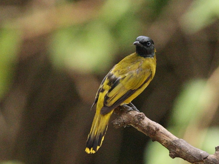 Bulbul à tête noire [Ban Song Nok - Kaeng Krachan, Thaïlande]