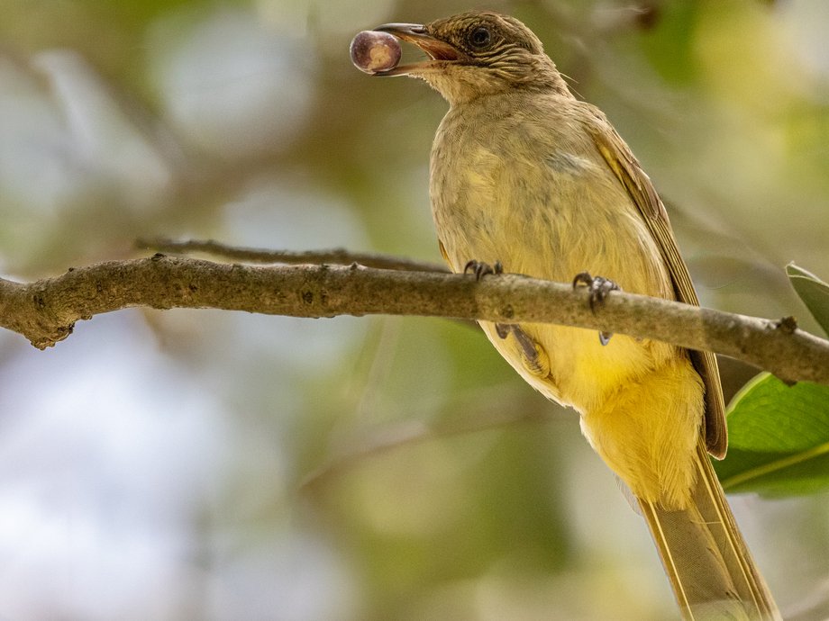 Bulbul de Conrad [Thaïlande]