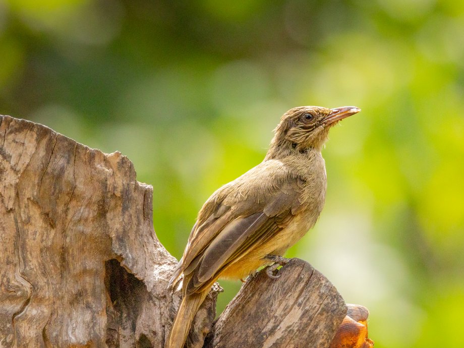 Bulbul de Conrad [Thaïlande]