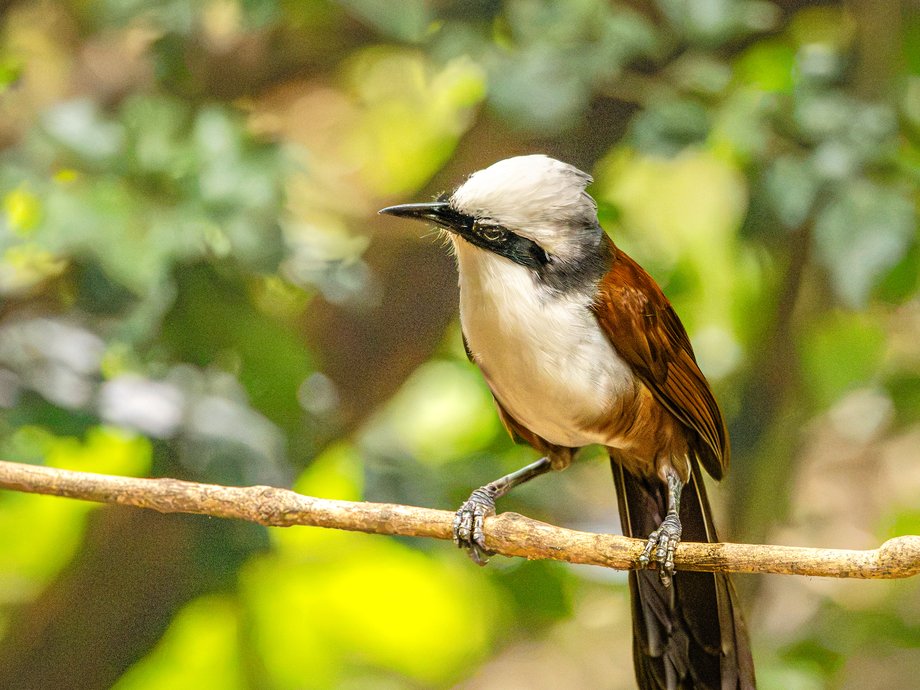 Garrulaxe leucolophe [Kaeng Krachan, Thaïlande]