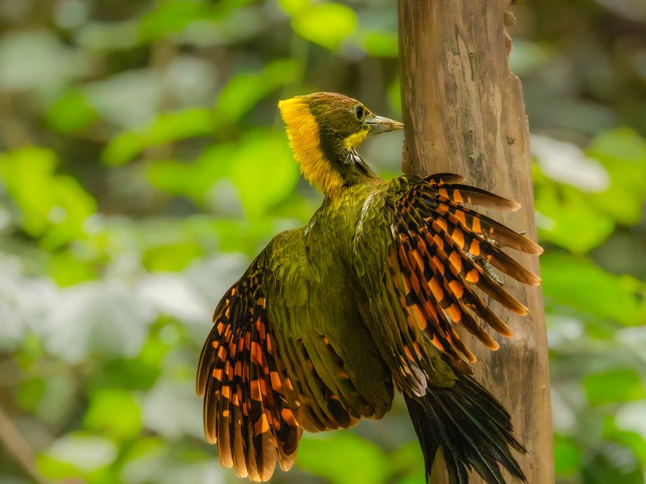 Pic à nuque jaune, ailes déployées [Mr Bird Hide - Kaeng Krachan, Thaïlande]