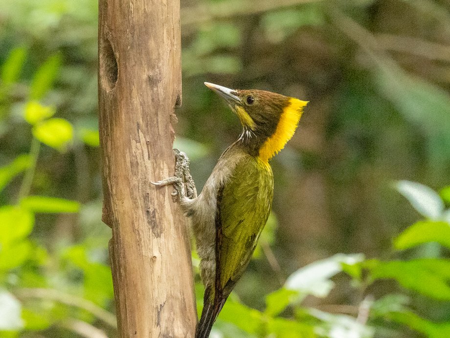Pic à nuque jaune [Mr Bird Hide - Kaeng Krachan, Thaïlande]