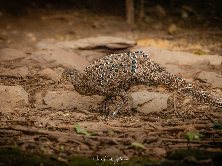 Éperonnier chinquis, probablement femelle [Kaeng Krachan, Thaïlande]