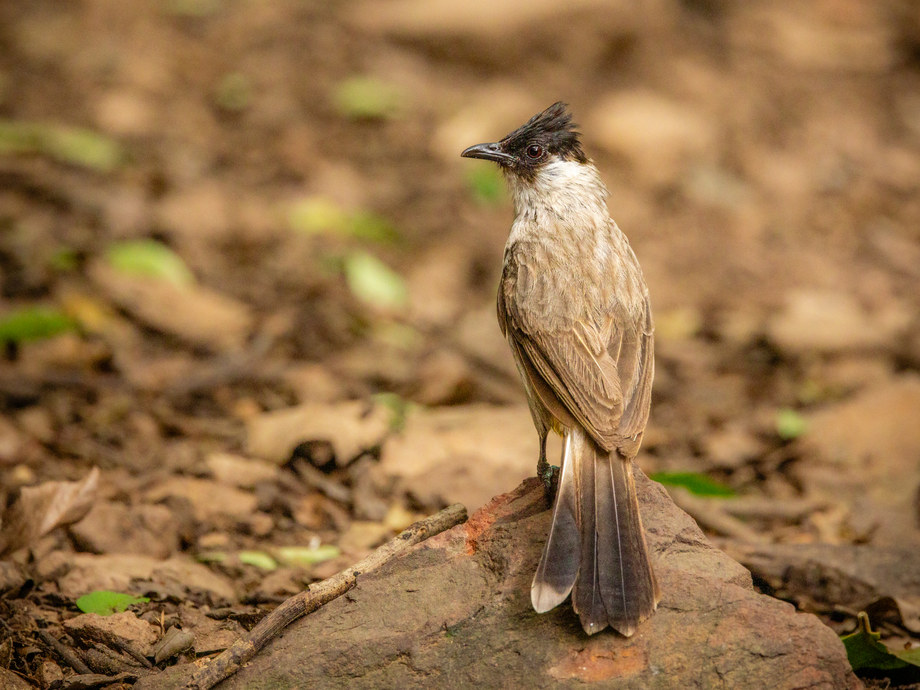 Bulbul cul-d'or [Mr Bird Hide - Kaeng Krachan, Thaïlande]