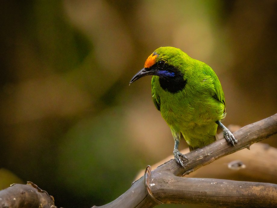Verdin à ailes bleues, mâle [Ban Song Nok - Kaeng Krachan, Thaïlande]