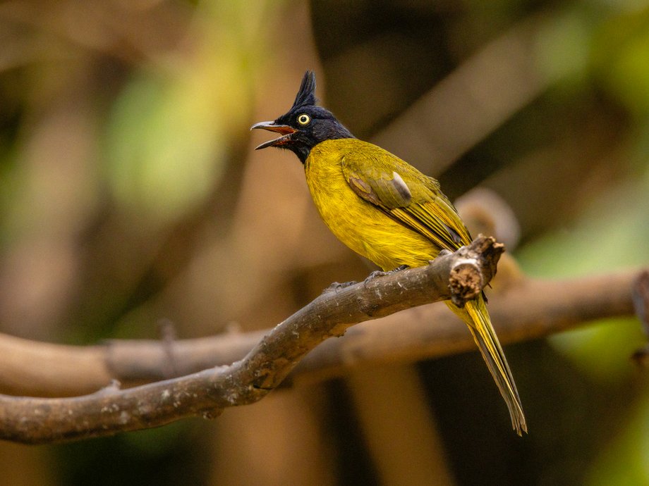 Bulbul à crête noire [Kaeng Krachan, Thaïlande]
